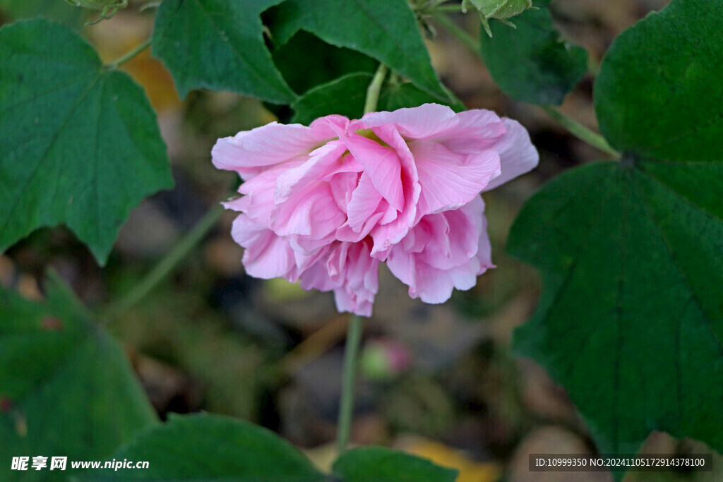 粉色木芙蓉花