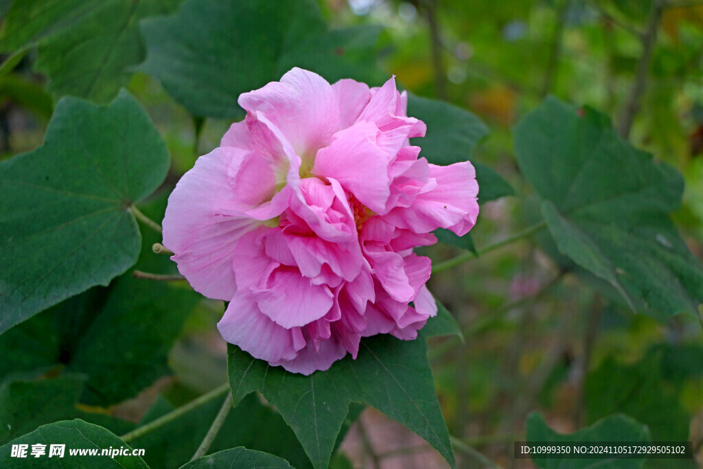 粉色木芙蓉花