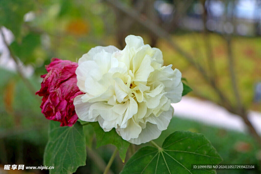 白色木芙蓉花