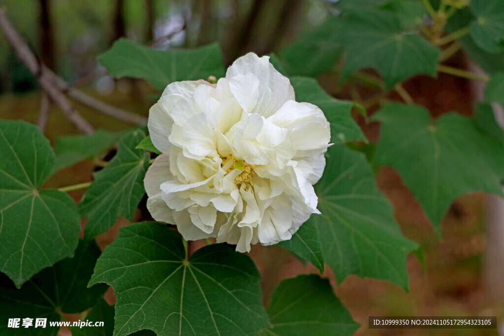白色木芙蓉花