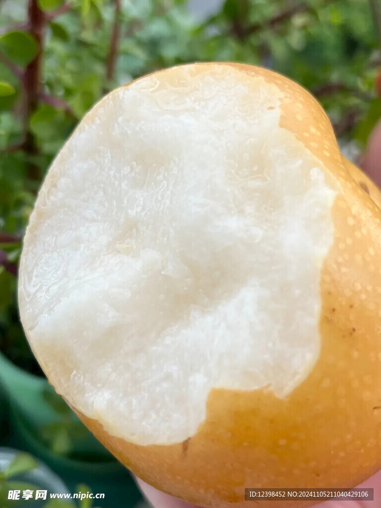 梨子