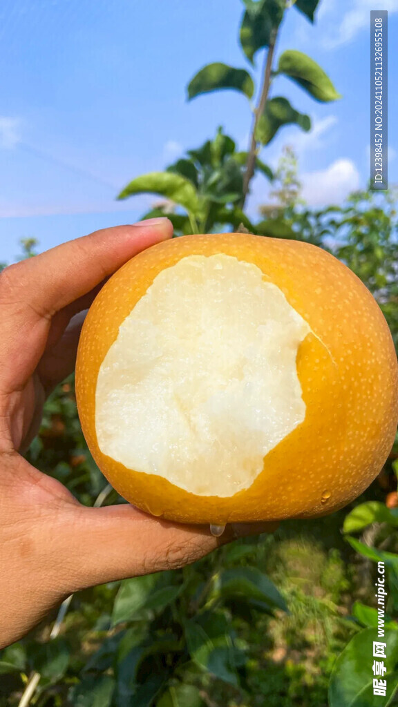 秋月梨