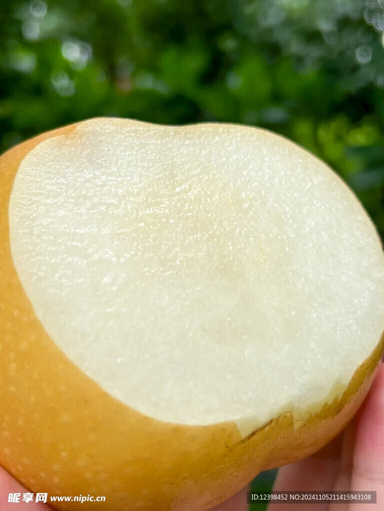 秋月梨