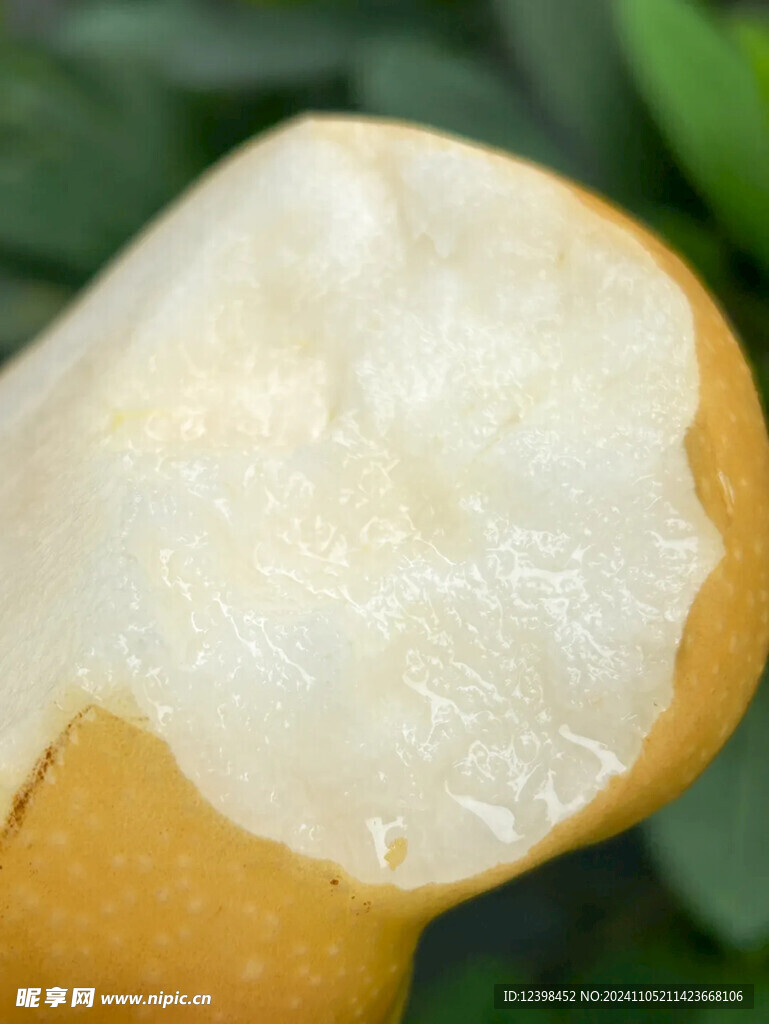 秋月梨
