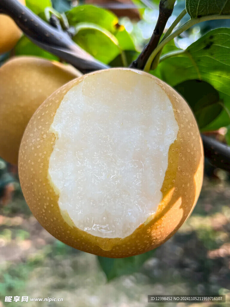 梨子