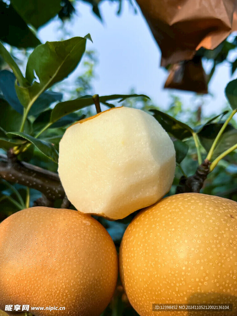 梨子