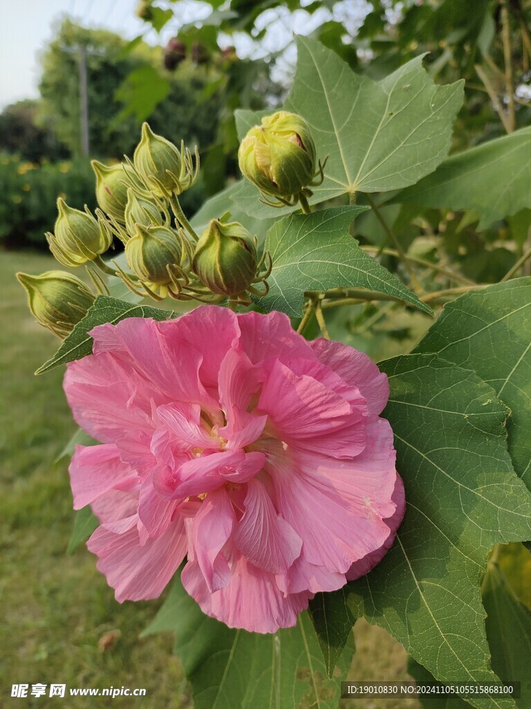 木芙蓉