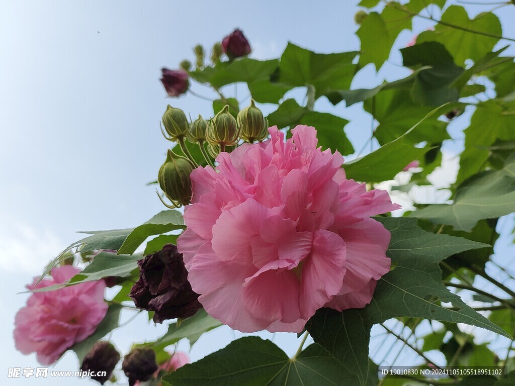 木芙蓉