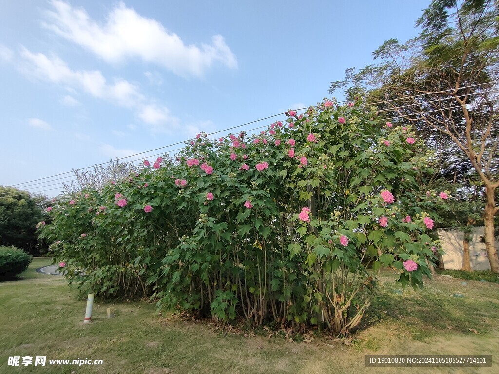 木芙蓉