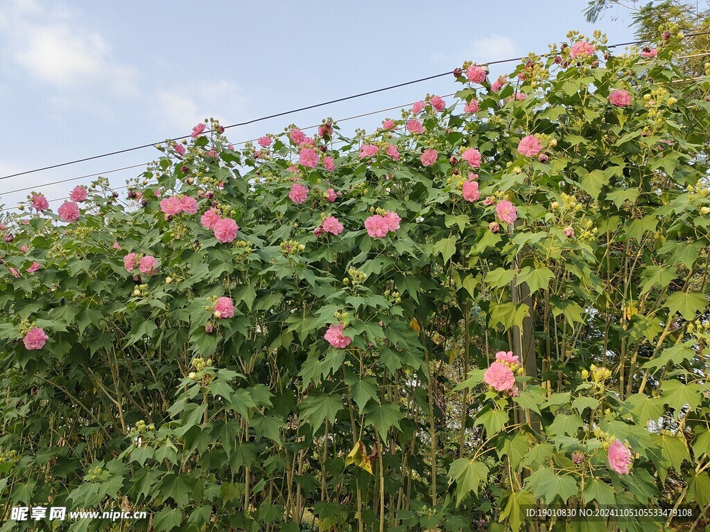 木芙蓉