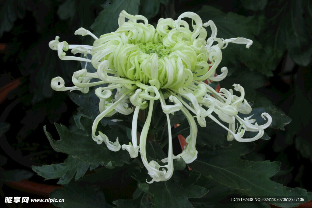 菊花  