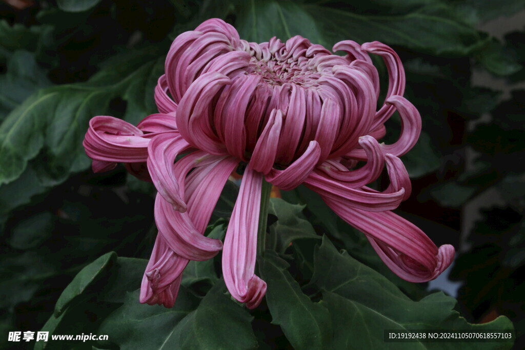 菊花 