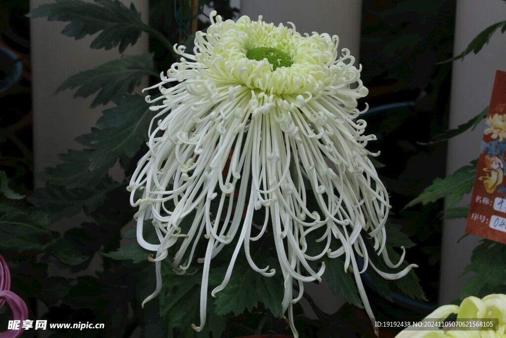 菊花  