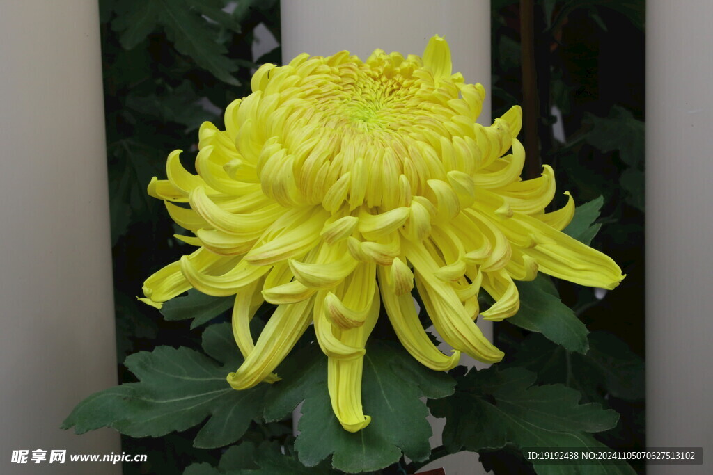 菊花  