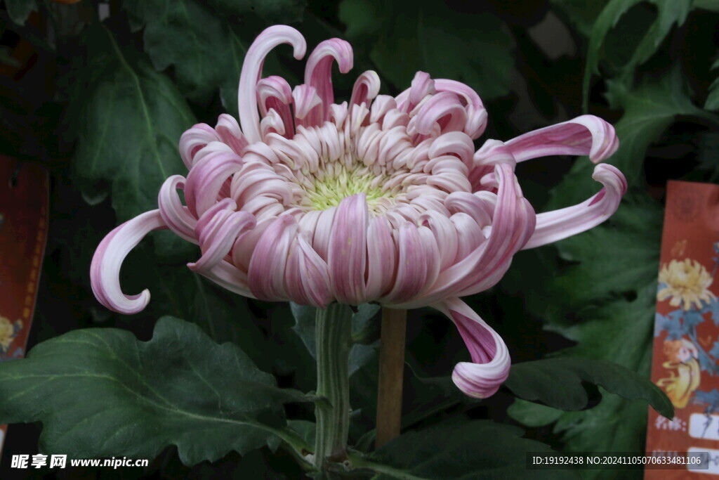 菊花 