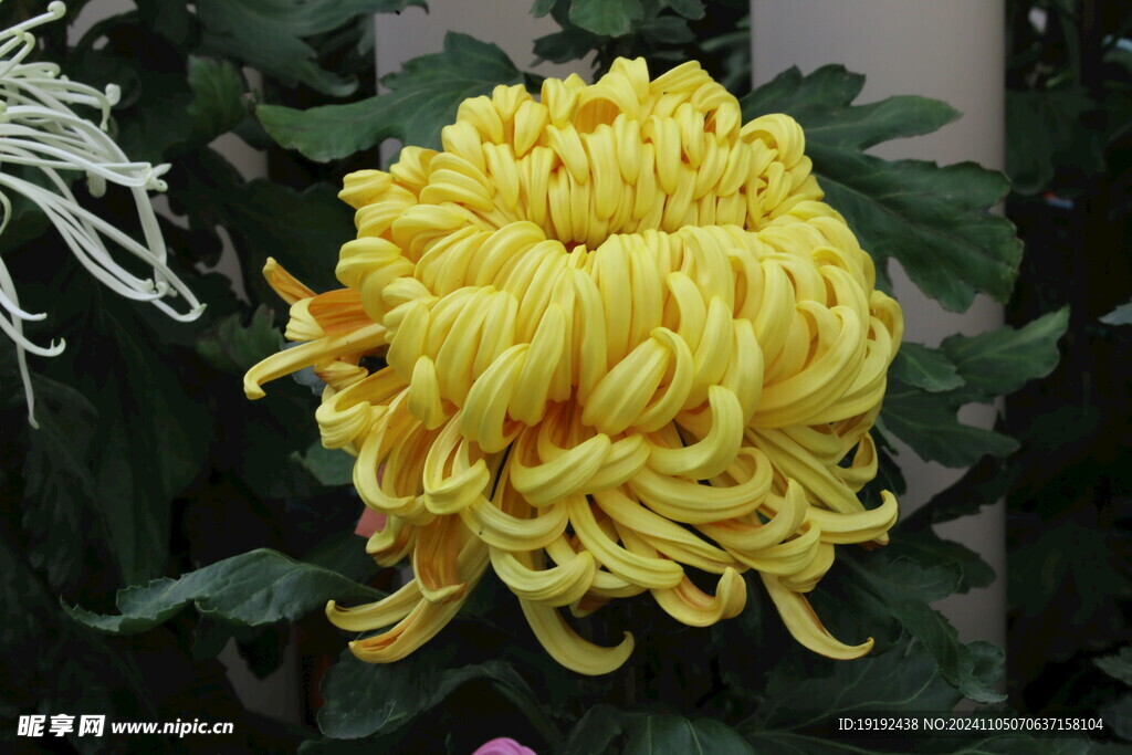 菊花  