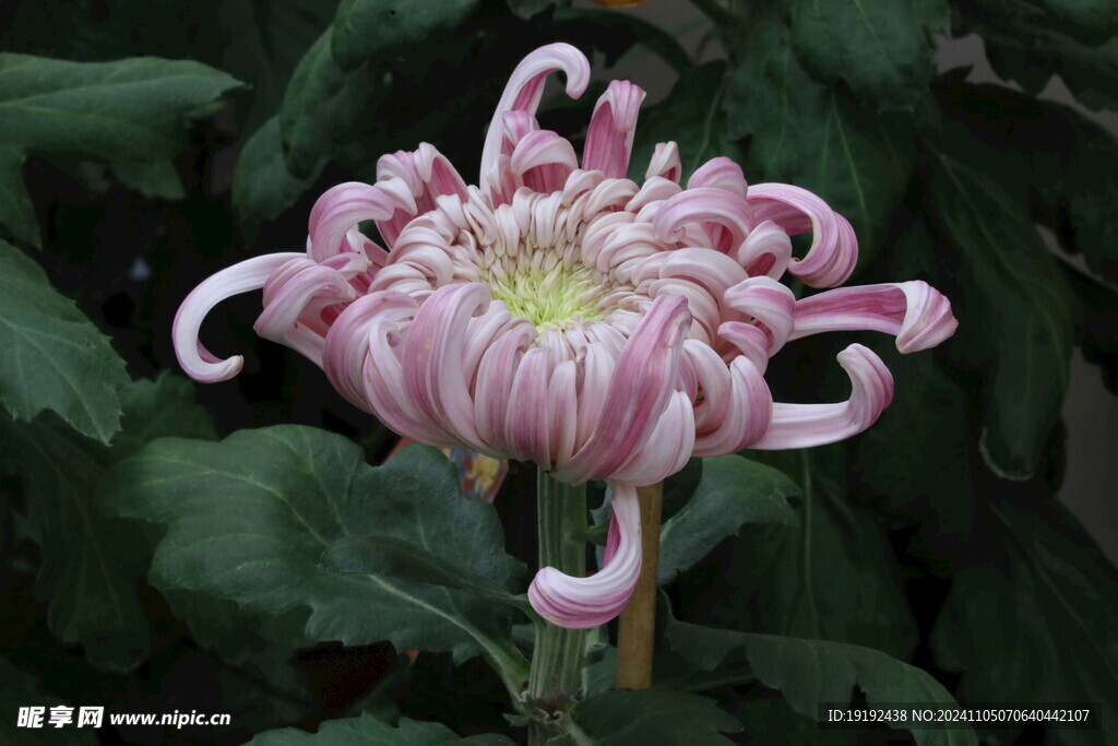 菊花  