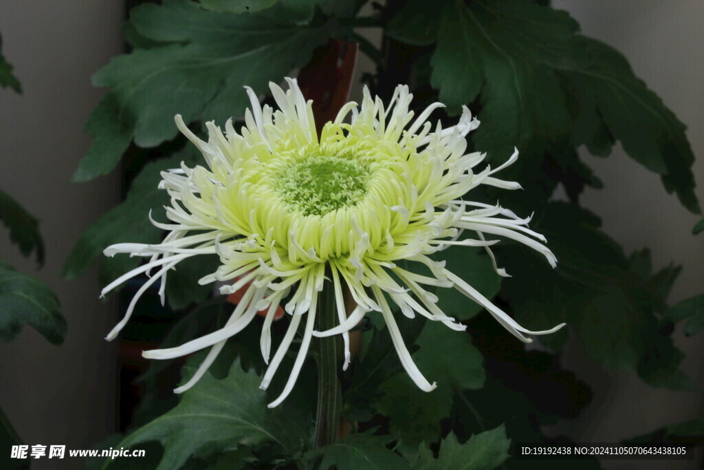 菊花  