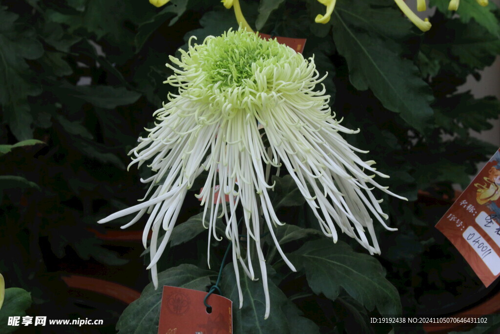 菊花 