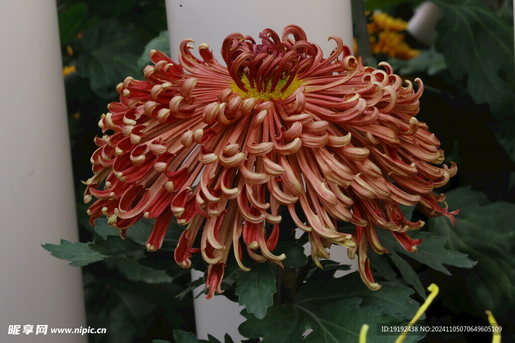 菊花 