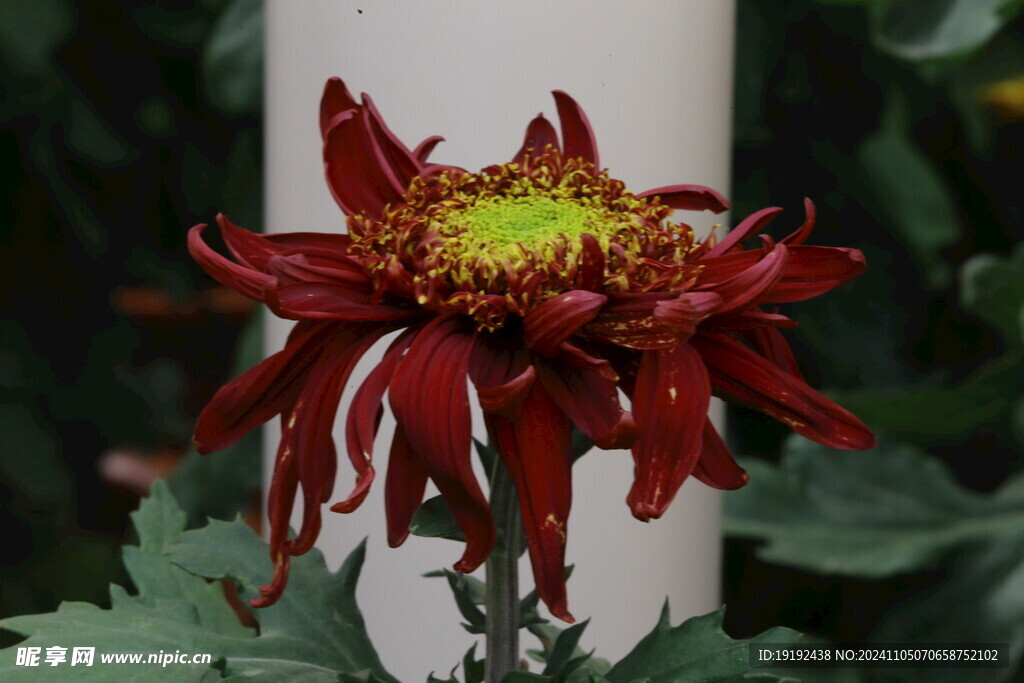 菊花  