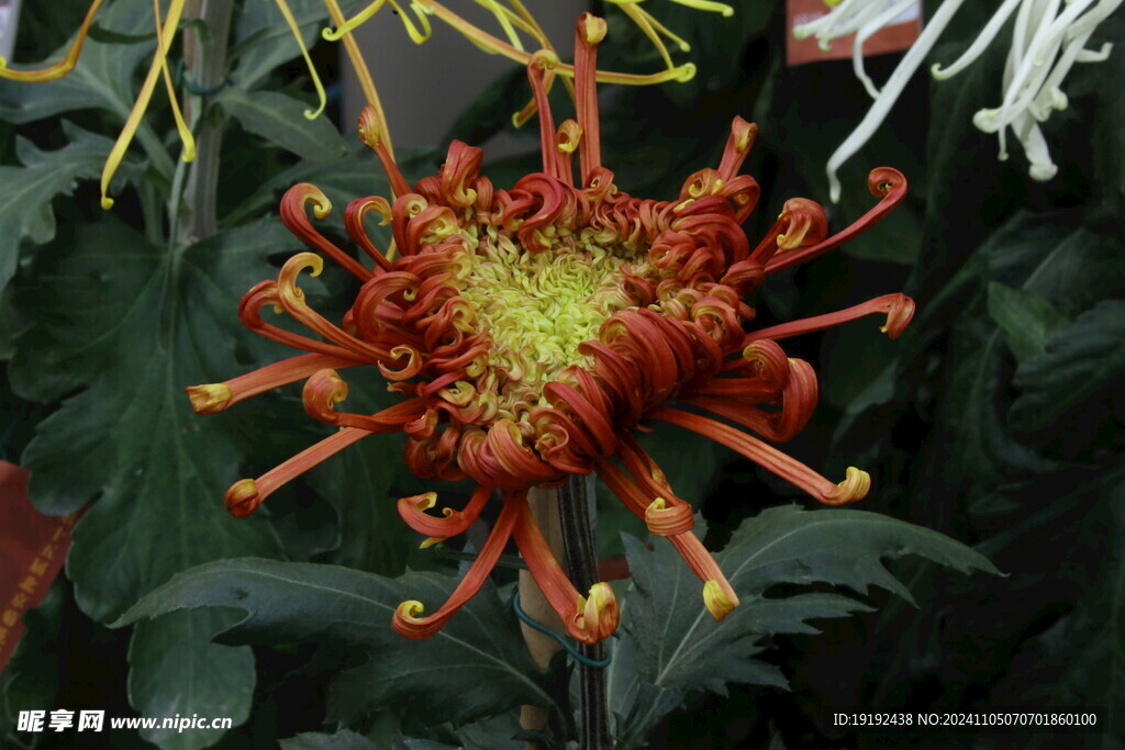 菊花 