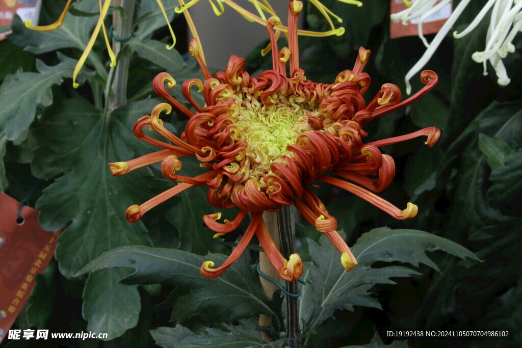 菊花  