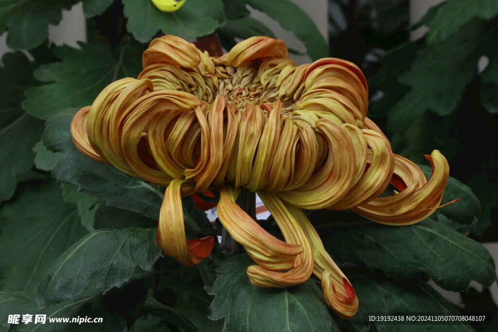 菊花  