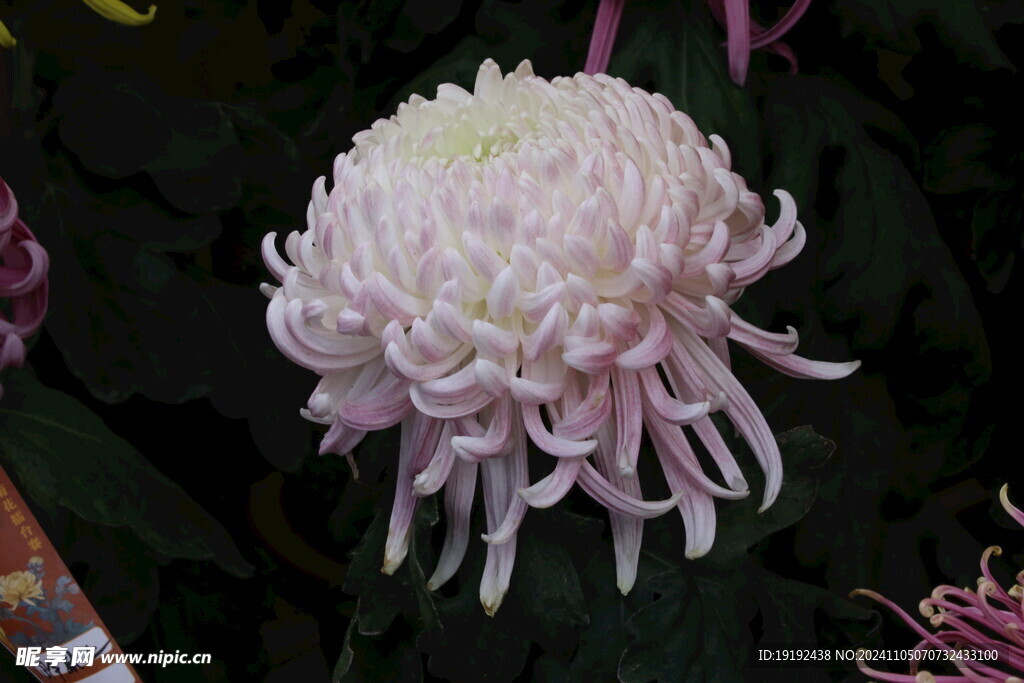 菊花  