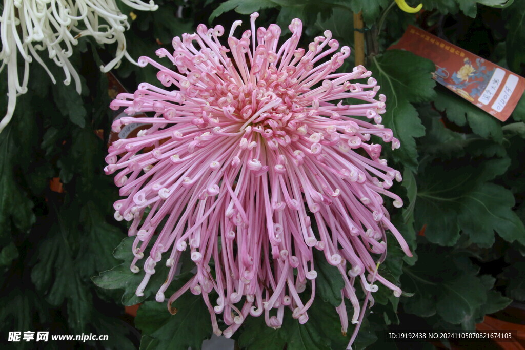 菊花 