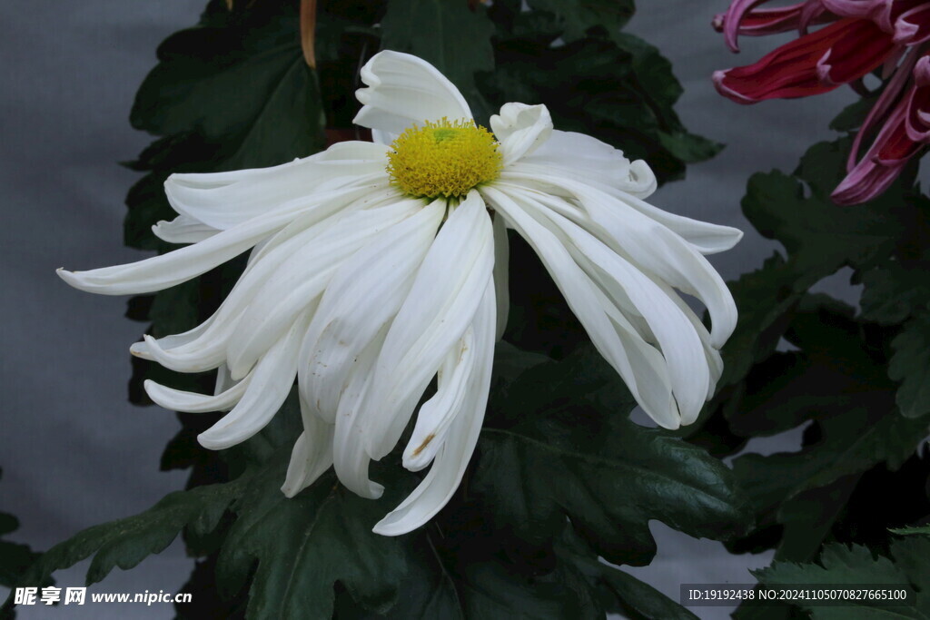 菊花  