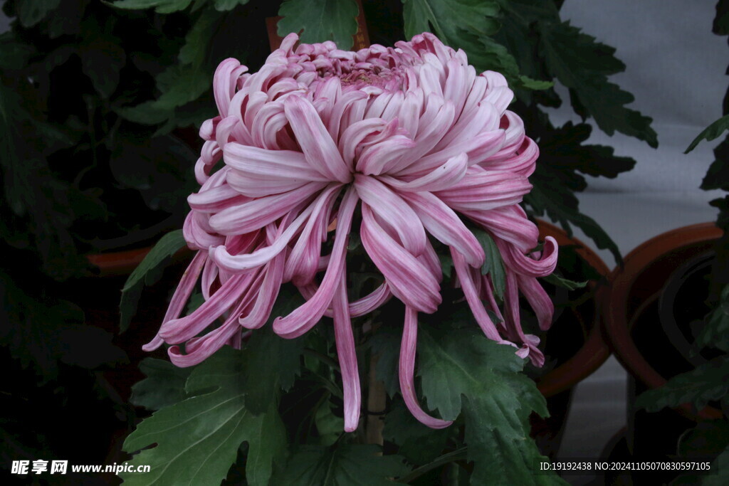 菊花 