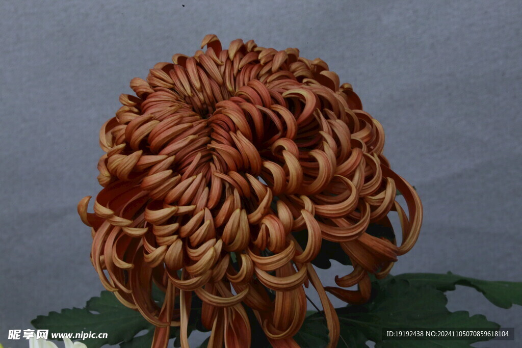 菊花 