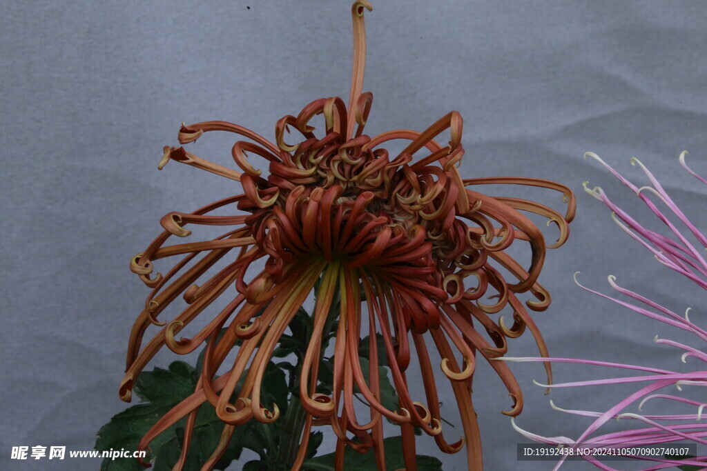 菊花 