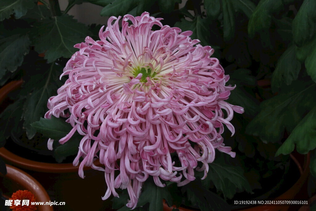 菊花 
