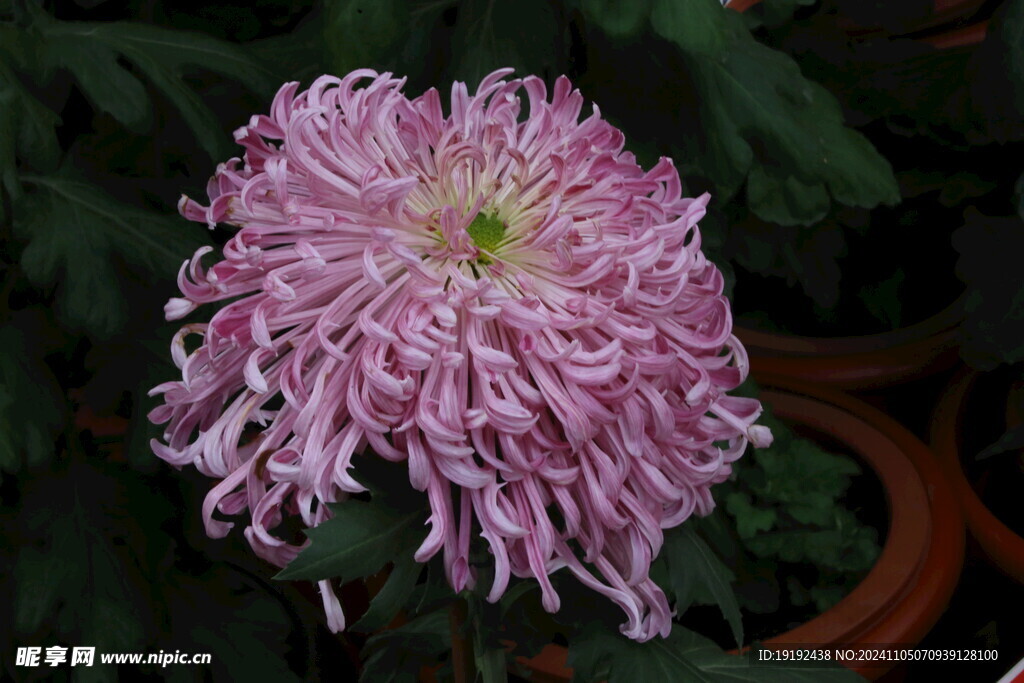 菊花  