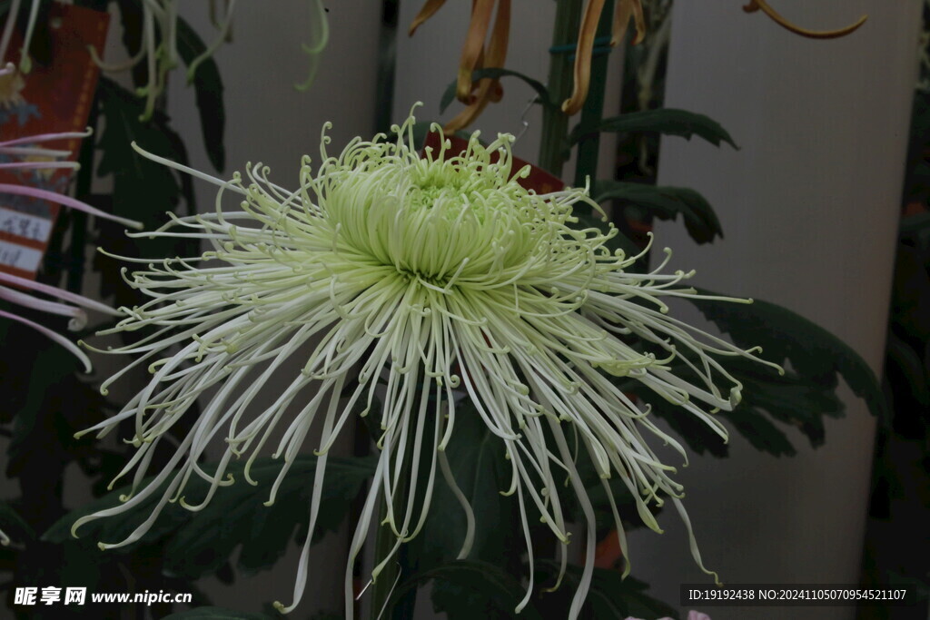 菊花  