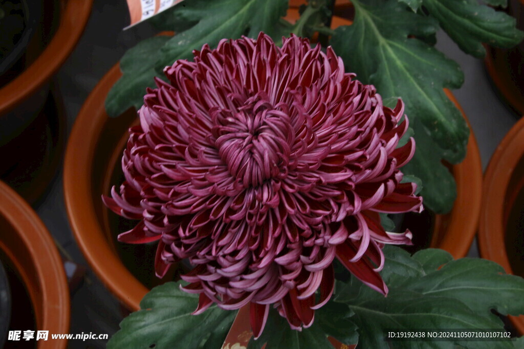 菊花 