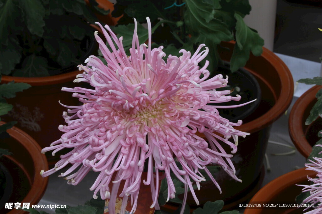 菊花 