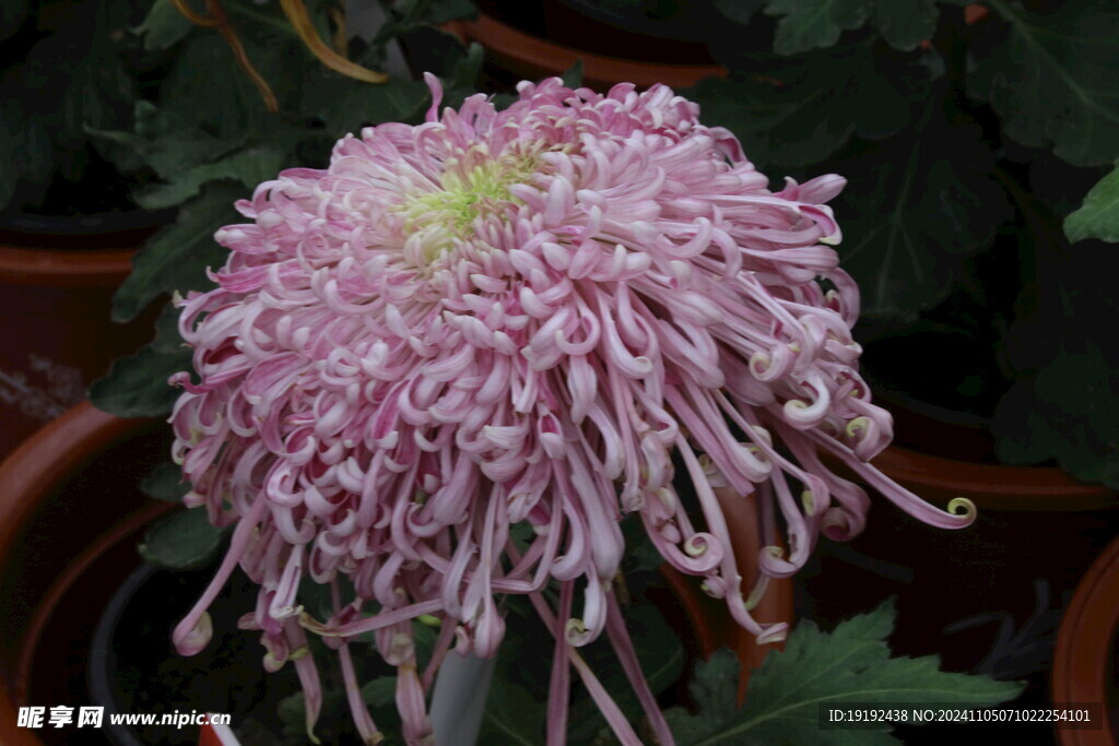 菊花  