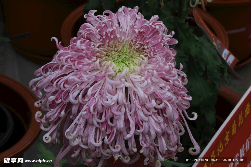 菊花  