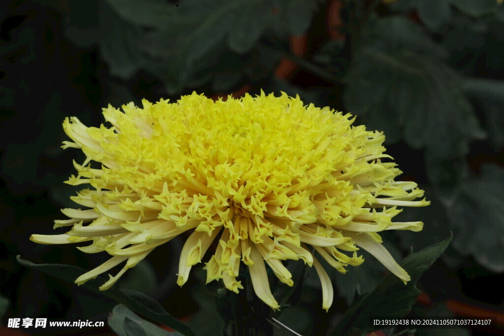 菊花  