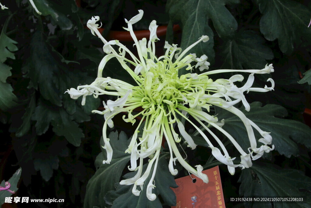 菊花  