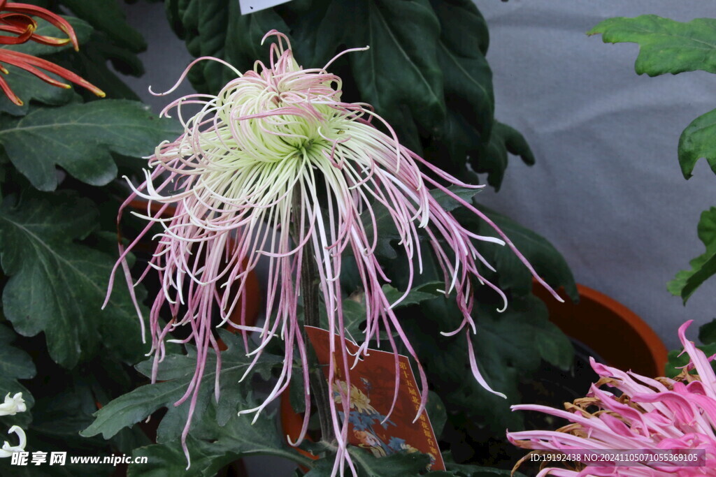 菊花  