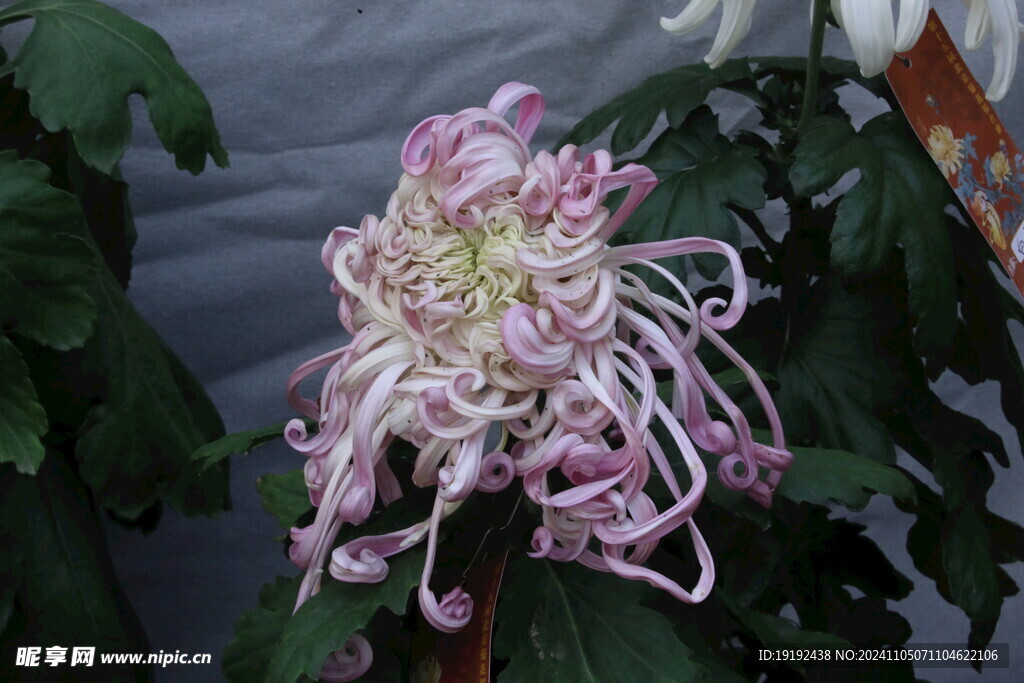 菊花  