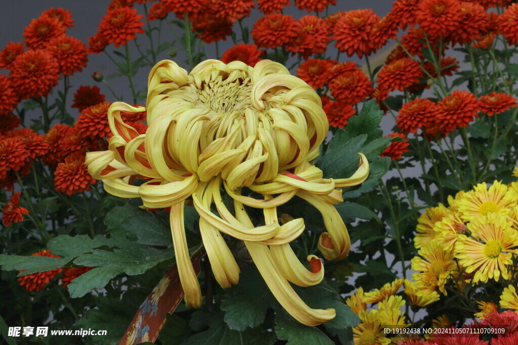菊花 