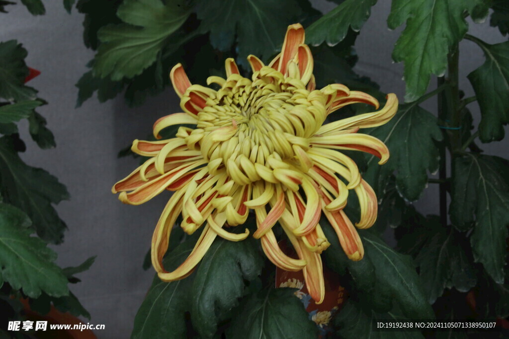 菊花 