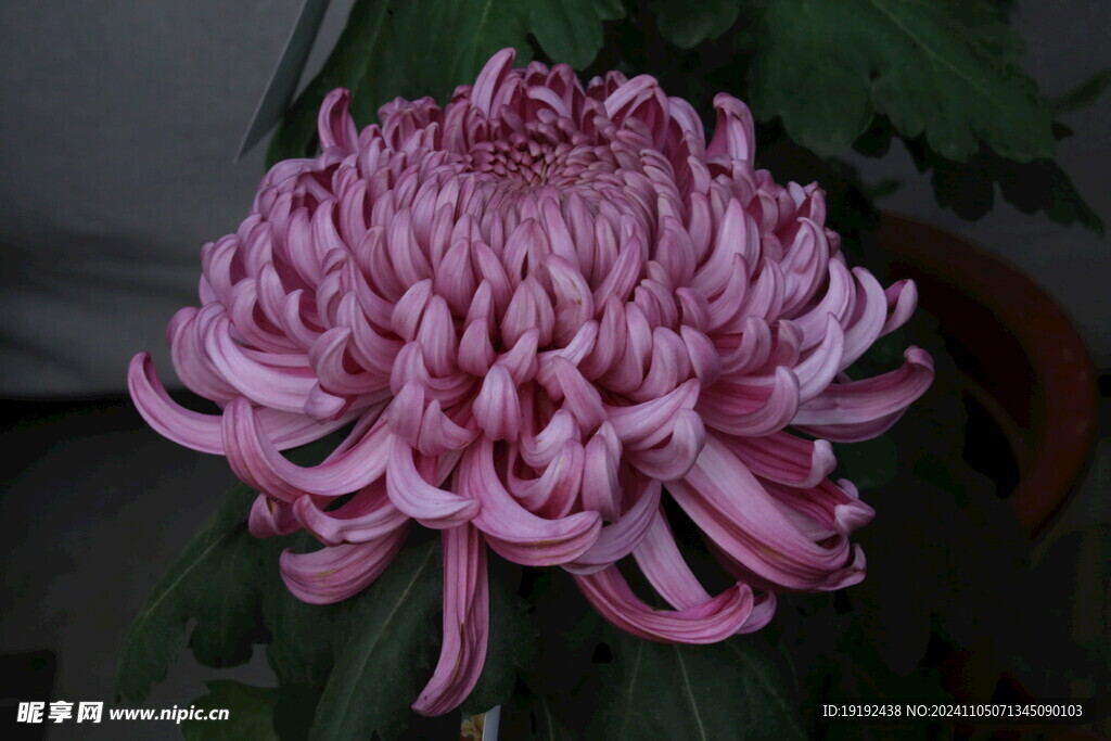 菊花 
