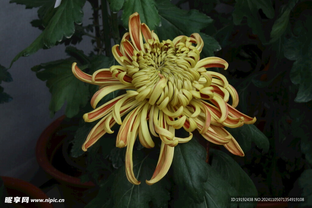菊花  