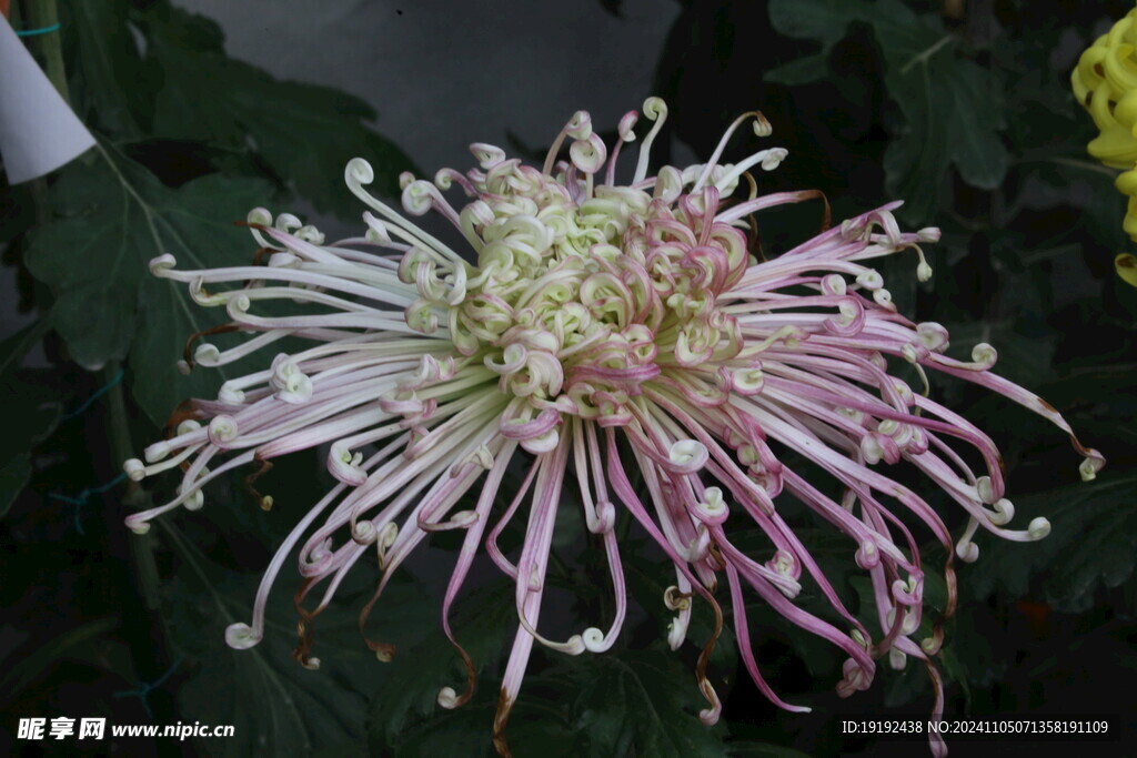 菊花  